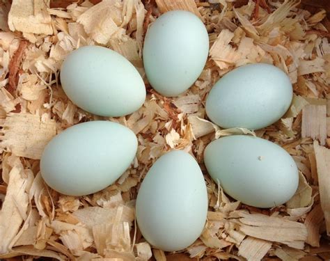 speckled sussex eggs for sale